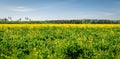 A field a yellow rapeseed flowers on a summers day. Royalty Free Stock Photo