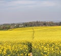 Field of Yellow Rapeseed with hamlet behind Royalty Free Stock Photo