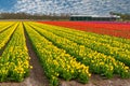 Field of yellow and red tulip bulbs grown in a farm in Holland, Lisse, the Netherlands, gardening, cultivation Royalty Free Stock Photo