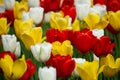 A field of yellow, red and white tulips in the spring. Royalty Free Stock Photo