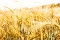 Field with yellow Rie and blue sky