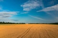 Field with Yellow ripening magnificent wheat against the blue sky with a farmhouse near the forest Royalty Free Stock Photo
