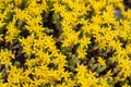 Field of yellow Sedum acre Goldmoss Stonecrop