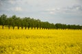 Rapeseed rape is an annual or biennial crop, grown for oilseeds, used mainly for the production of oilseed rape in the background Royalty Free Stock Photo