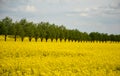 Apeseed rape is an annual or biennial crop, grown for oilseeds, used mainly for the production of oilseed rape in the background a Royalty Free Stock Photo