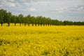 Rapeseed rape is an annual or biennial crop, grown for oilseeds, used mainly for the production of oilseed rape in the background Royalty Free Stock Photo