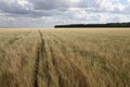 field of yellow spikes going into the distance