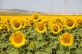 field of yellow sunflowers in an agricultural plantation in andalusia, spain. In the background blue sky and white clouds. Organic Royalty Free Stock Photo