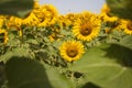 field of yellow sunflowers in an agricultural plantation in andalusia, spain. In the background blue sky and white clouds. Organic Royalty Free Stock Photo