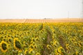 field of yellow sunflowers in an agricultural plantation in andalusia, spain. In the background blue sky and white clouds. Organic Royalty Free Stock Photo