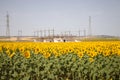 Field of yellow sunflowers in an agricultural plantation in andalusia, spain. In the background blue sky and white clouds and a Royalty Free Stock Photo