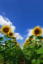 Field of yellow sunflowers