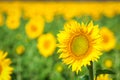 Field of yellow sunflowers Royalty Free Stock Photo