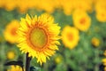 Field of yellow sunflowers Royalty Free Stock Photo