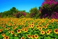 A field of yellow sunflowers with colorful flowers Royalty Free Stock Photo