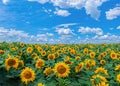 field of sunflowers Helianthus under the blue sky with clouds Royalty Free Stock Photo