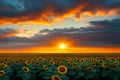 Field of Sunflowers at Sunset with a dramatic cloud formation. Generative AI Royalty Free Stock Photo