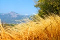 Field with yellow tall grass, green tree and mountains on a background. Autumn landscape