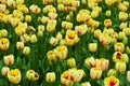 Field of yellow tulips