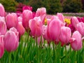 A field of yellow tulips blooming in early spring