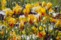 Field of Yellow Tulips