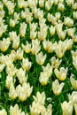 Field of yellow tulips in Holland , spring time flowers in Keukenhof