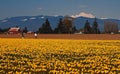 Field of yellow tulips with Mt Baker in background Royalty Free Stock Photo