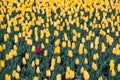 Field of yellow tulips and one red tulip Royalty Free Stock Photo