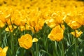 Field of yellow tulips in the park. Beautiful flowers in the summer garden Royalty Free Stock Photo