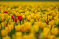 Field of yellow tulips with res ones Royalty Free Stock Photo