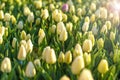 Field of yellow tulips at sunset Floral background Tulip spring flowers concept Hello spring Royalty Free Stock Photo