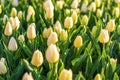 Field of yellow tulips at sunset Floral background Tulip spring flowers concept Hello spring Royalty Free Stock Photo