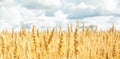Field with yellow wheat and blue sky. Concept the harvest Royalty Free Stock Photo
