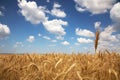 Field of yellow wheat and cloud in the sky Royalty Free Stock Photo