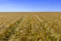 Field of yellow wheat under the blue sky and clouds