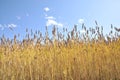 Wheat under the blue sky