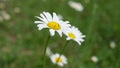 Field with yellow and white beautiful flowers