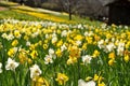 Field of Yellow and White Daffodils