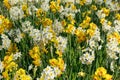 Field with yellow and white daffodils Royalty Free Stock Photo