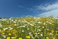 Field with yellow and white daisy flowers Royalty Free Stock Photo