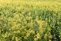 Field of yellow wild flowers called Wild Mustards Sinapis arvensis