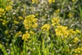 Field of yellow wild flowers called Wild Mustards Sinapis arvensis