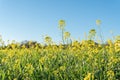 Field of yellow wild flowers called Wild Mustards Sinapis arvensis