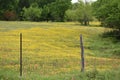 Field of yellow wild flowers