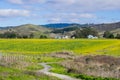 A field of yellow wildflowers; farm house and mountains in the background, Half Moon Bay, California Royalty Free Stock Photo