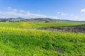 A field of yellow wildflowers; farm house and mountains in the background, Half Moon Bay, California Royalty Free Stock Photo