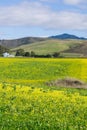 A field of yellow wildflowers; farm house and mountains in the background, Half Moon Bay, California Royalty Free Stock Photo
