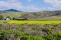 A field of yellow wildflowers; farm house and mountains in the background, Half Moon Bay, California Royalty Free Stock Photo