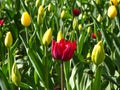 Field of yellow young tulips with a red tulip on the center of it. Buds of tulips with fresh green leaves on the sunny day Royalty Free Stock Photo
