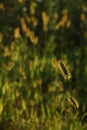 Yellow backlit weeds Royalty Free Stock Photo